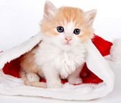 pic for Cat And Santa Hat 